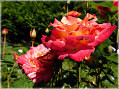 Roses du jardin