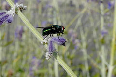 Faire mouche !!!