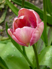 Season's first tulip