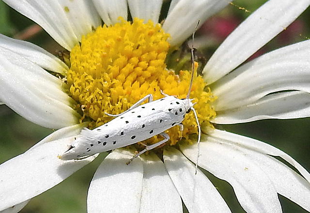 20210722 1866CPw [D~LIP] Pfaffenhütchen-Gespinstmotte (Yponomeuta cagnagella), Wiesen-Margarite (Lucanthemum Vulgare agg), Bad Salzuflen