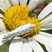 20210722 1866CPw [D~LIP] Pfaffenhütchen-Gespinstmotte (Yponomeuta cagnagella), Wiesen-Margarite (Lucanthemum Vulgare agg), Bad Salzuflen