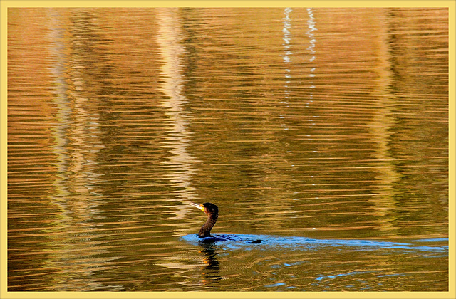 Blue.....Gold Swim