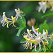 Smells Great  (lonicera)