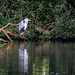 Heron