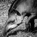 Tapir