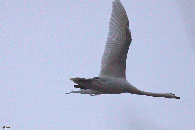 Cygne