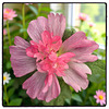 Stockrose   ⊱✿❤✿⊰