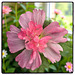 Stockrose   ⊱✿❤✿⊰