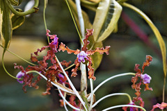 The Star of the Show – Conservatory of Flowers, Golden Gate Park, San Francisco, California