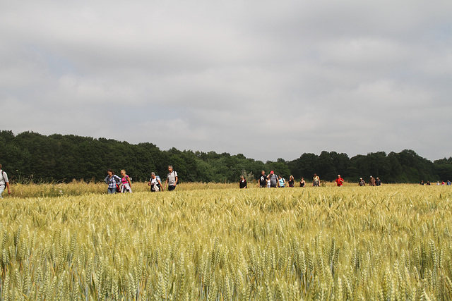 Randonnée Bombon-La Chapelle Gauthier-Bombon  - 20/06/2015