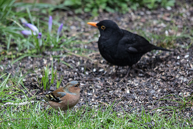 20150315 7414VRTw [D~RI] Buchfink (Fringilla coelebs) [m], Amsel (Turdus merula) [m], [Schwarzdrossel], Rinteln