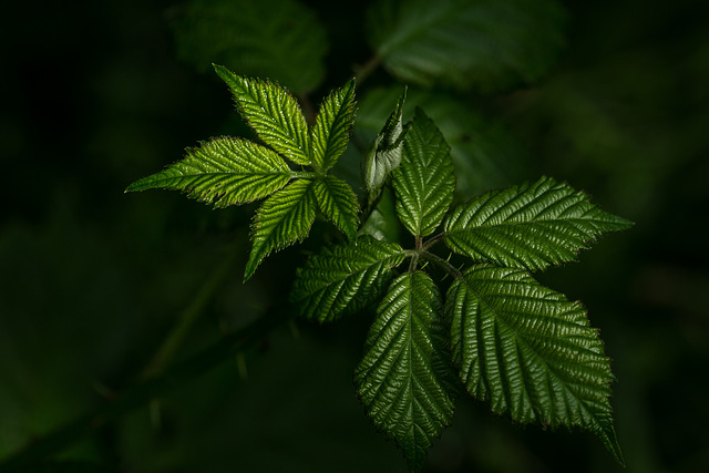 green leafs