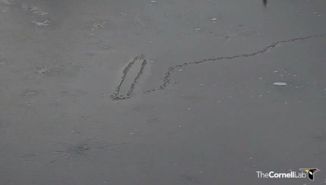 ogoose