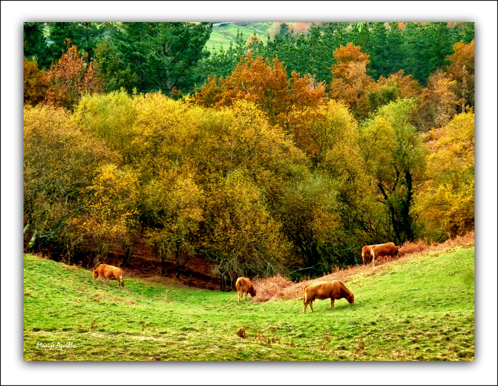 El campo en otoño