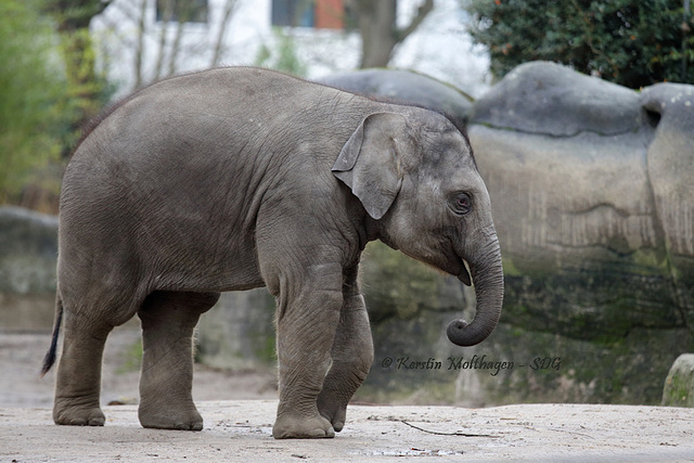 Minifant im Freien (Hagenbeck)