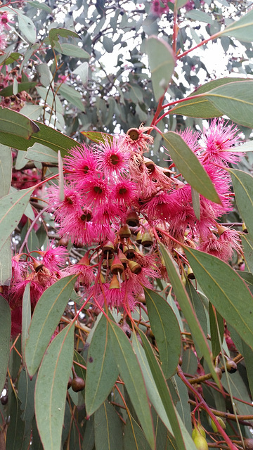 eucalypt