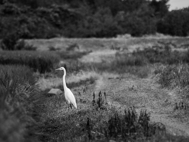 Heron in rice  field