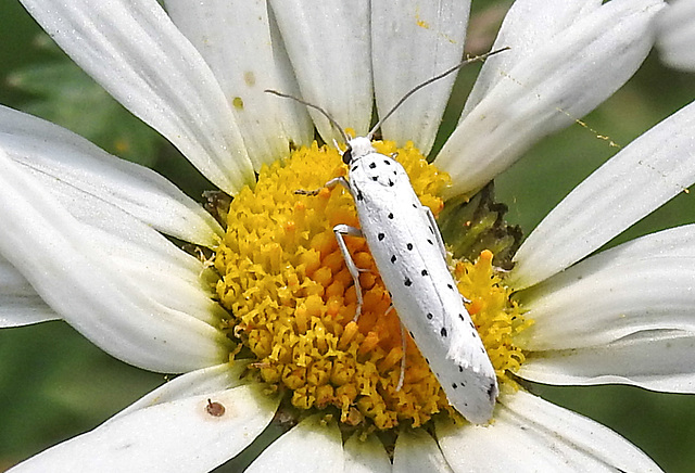 20210722 1867CPw [D~LIP] Pfaffenhütchen-Gespinstmotte (Yponomeuta cagnagella), Wiesen-Margarite (Lucanthemum Vulgare agg), Bad Salzuflen