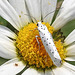 20210722 1867CPw [D~LIP] Pfaffenhütchen-Gespinstmotte (Yponomeuta cagnagella), Wiesen-Margarite (Lucanthemum Vulgare agg), Bad Salzuflen