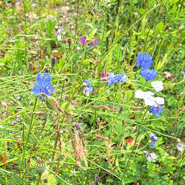 Kornblume (Centaurea cyanus)