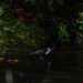 Dipper setting off to catch up with it’s mate