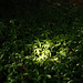 Lichtblick