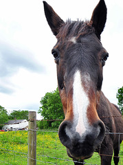 Why the long face?