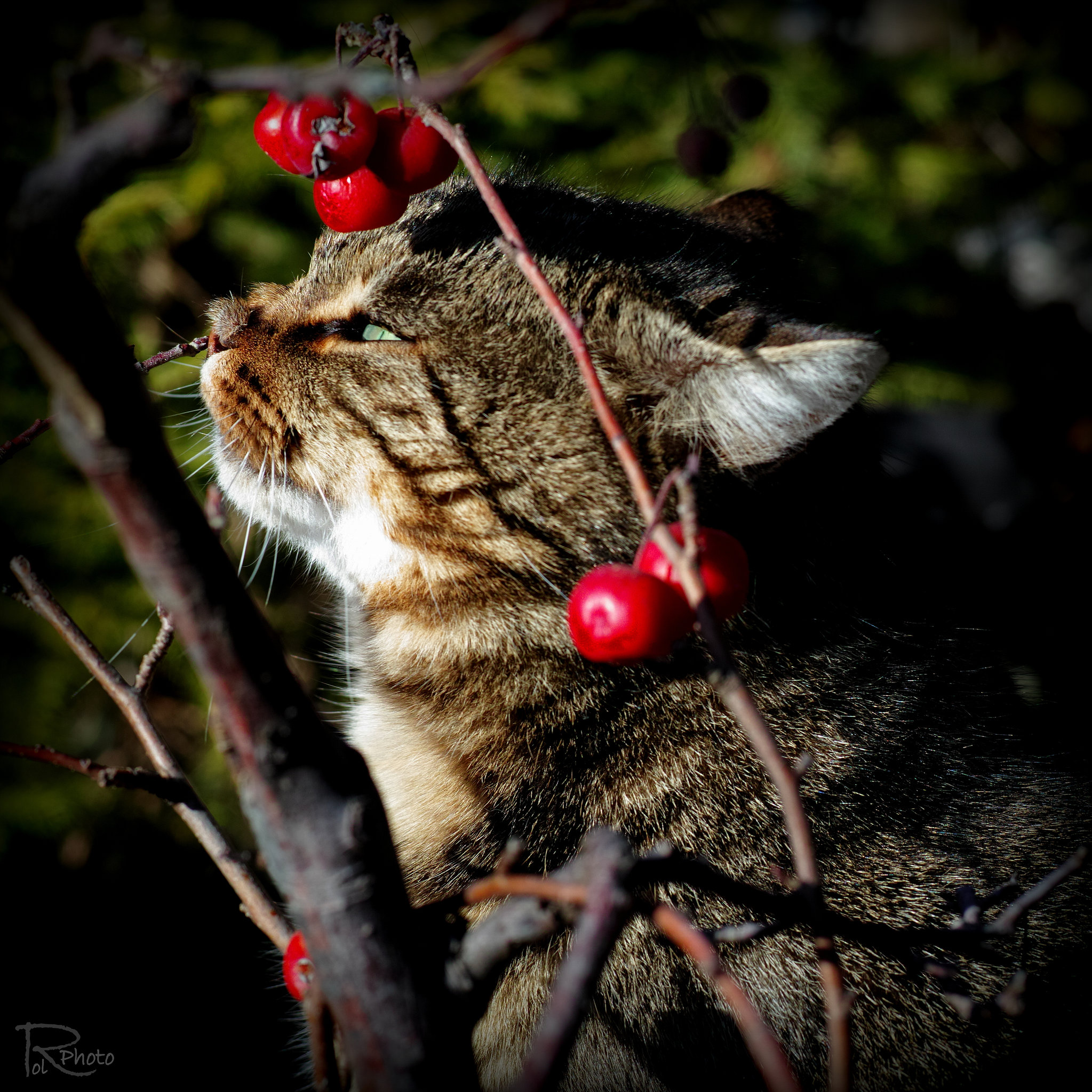 Boucles d'oreilles.. pour chat