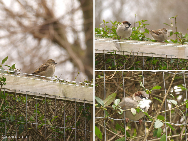 A sparrow romance, 1