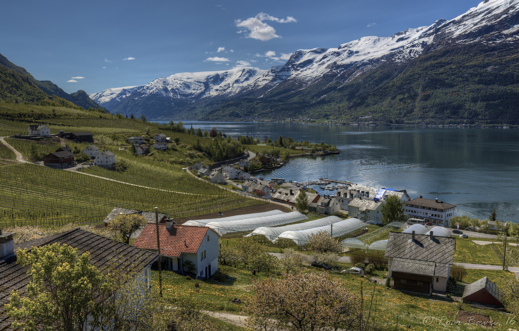 The fruit gardens of Hardanger.