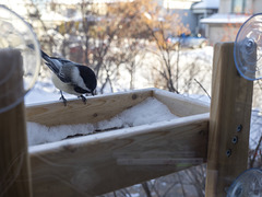 View From the Cat Side of the Window