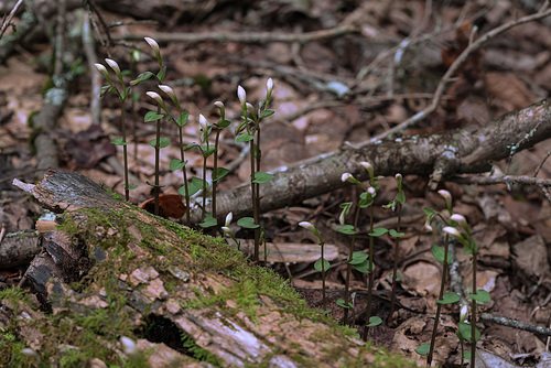 Triphora trianthophoros (Three-birds orchid)