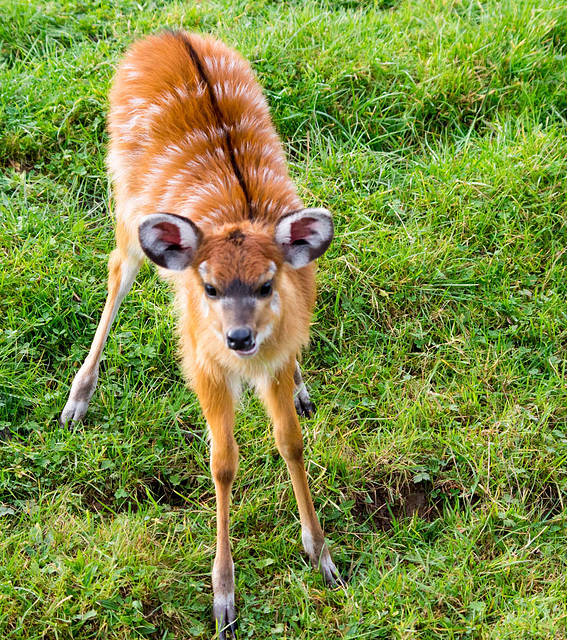 Youngster at play