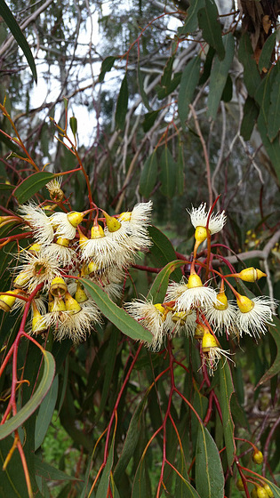 eucalypt