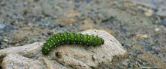 Nachtpfauenauge, Emperor moth caterpillar