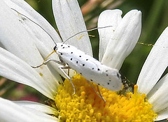 20210722 1868CPw [D~LIP] Pfaffenhütchen-Gespinstmotte (Yponomeuta cagnagella), Wiesen-Margarite (Lucanthemum Vulgare agg), Bad Salzuflen