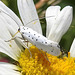 20210722 1868CPw [D~LIP] Pfaffenhütchen-Gespinstmotte (Yponomeuta cagnagella), Wiesen-Margarite (Lucanthemum Vulgare agg), Bad Salzuflen