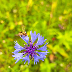 Kornblume (Centaurea cyanus)