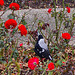 Magpie among the roses