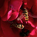 Schwebfliegen in einer Rosenblüte