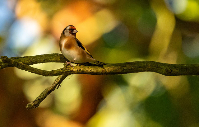 Goldfinch