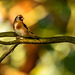 Goldfinch