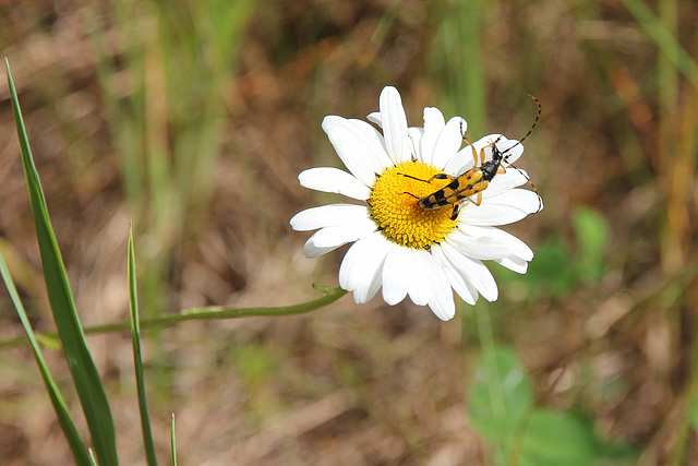 Gelb-schwarz gepunkteter Langhornkäfer (Rutpela maculata) auf Magerwiesen- Margerite