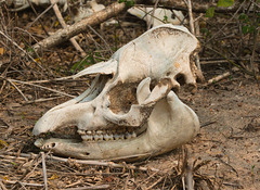 EF7A2048 Tapir skull