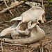 EF7A2048 Tapir skull