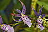 Brown Curlicues – Conservatory of Flowers, Golden Gate Park, San Francisco, California