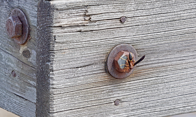 Wasp on a Bolt