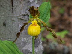 Cypripedium parviflorum var. parviflorum (Small Yellow Lady's-slipper orchid)