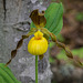 Cypripedium parviflorum var. parviflorum (Small Yellow Lady's-slipper orchid)