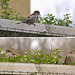 A sparrow romance, 2